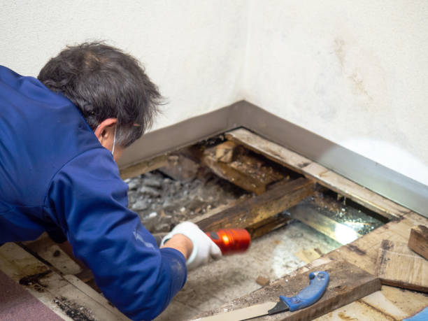 Best Black Mold Removal  in Coeur Dalene, ID