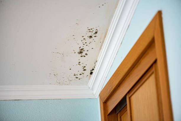 Attic Mold Removal in Coeur Dalene, ID