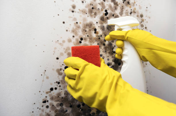 Best Office Mold Removal Services  in Coeur Dalene, ID