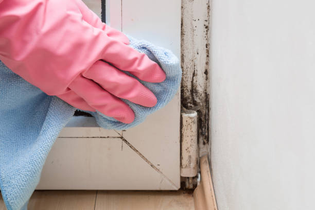 Best Black Mold Removal  in Coeur Dalene, ID
